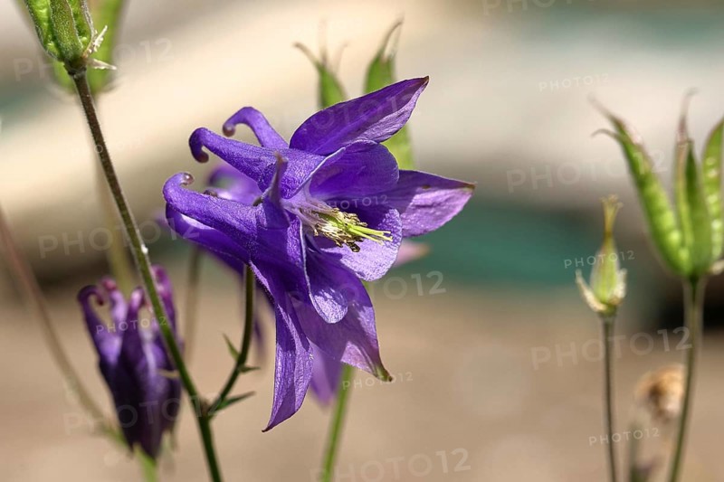 Columbine (Aquilegia vulgaris), blue flower at the edge of a forest, Wilnsdorf, North Rhine-Westphalia, Germany, Europe