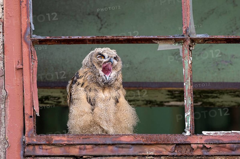 Eurasian eagle-owl (Bubo bubo), fledgling, yawning, in an old window frame, industrial wasteland, Ewald colliery, Herten, Ruhr area, North Rhine-Westphalia, Germany, Europe