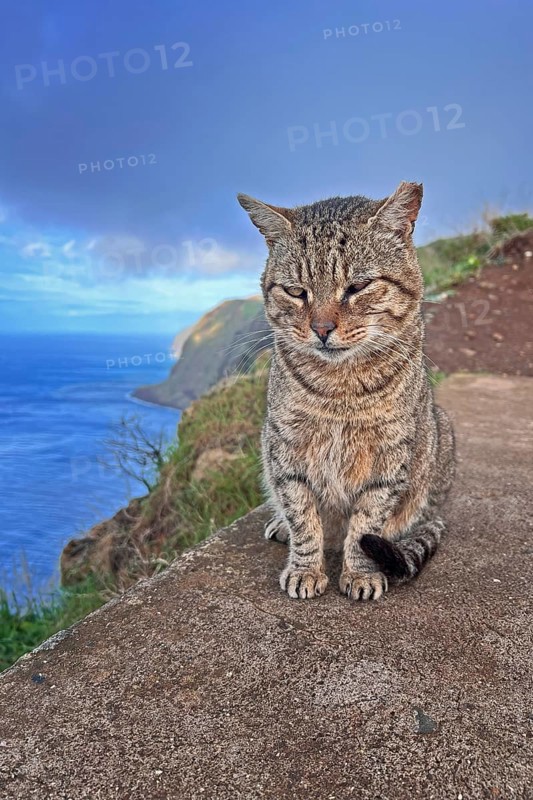 Panoramic view of the Atlantic, house cat, travel tip, travel, holiday, natural beauty, hiking trails, hiking, Ponta do Pargo, Madeira, Portugal, Europe
