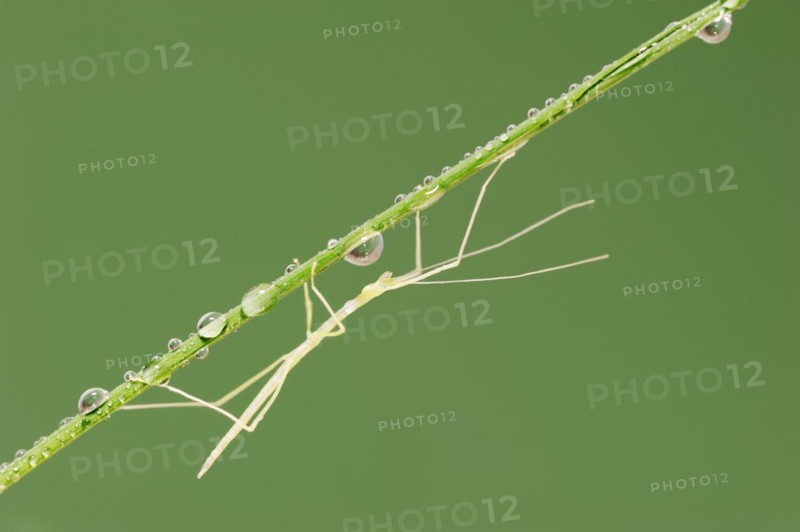 Pink Winged Stick Insect or Winged Stick Insect (Sipyloidea chlorotica, Sipyloidea sipylus), nymph, captive, occurrence in Southeast Asia