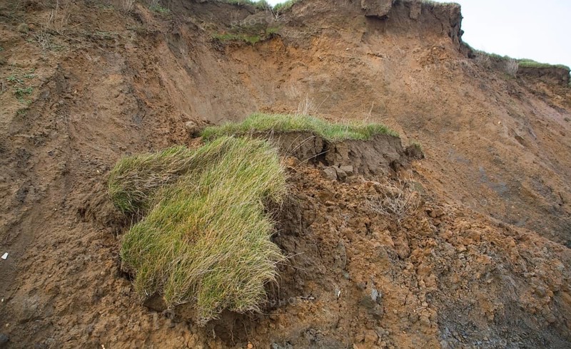 Rapidly eroding cliff of soft Red Crag rock at East Lane, Bawdsey, Suffolk, England, United Kingdom, Europe