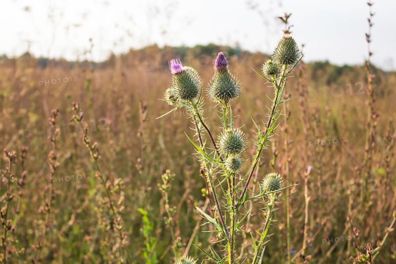 Thistle on a background of field of grass