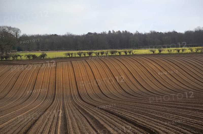 Lines of soil ridges prepared for potatoes, Suffolk, England, UK