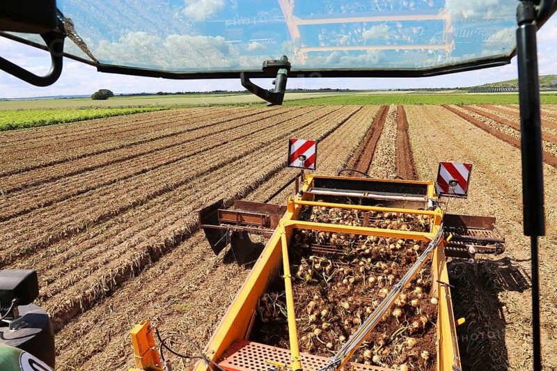 Farmer Markus Frank from Frankenthal during the agricultural onion harvest (onion harvesting)