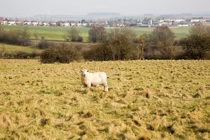 Sheep grazing on chalk downland grassland on Salisbury Plain, near Durrington, Wiltshire, England, Uk