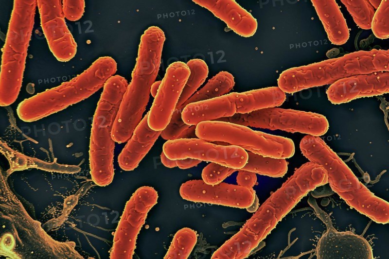 Escherichia Coli Bacteria. KI generiert, generiert, AI generated