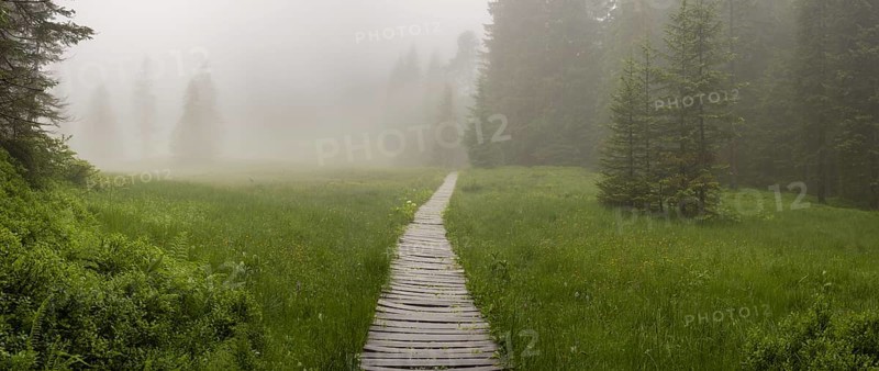 Hühnermoos on a cloudy day with fog, a high moor at Söllereck near Oberstdorf, Allgäu Alps, Allgäu, Bavaria, Germany, Europe