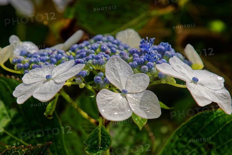 Close-up of Hydrangea Mariesii Perfecta (Hydrangea macrophyllavon) with white flowers with blue pollen and dewdrops, Caldeira das Sete Cidades, Sete Cidades, Sao Miguel Island, Azores, Portugal, Europe