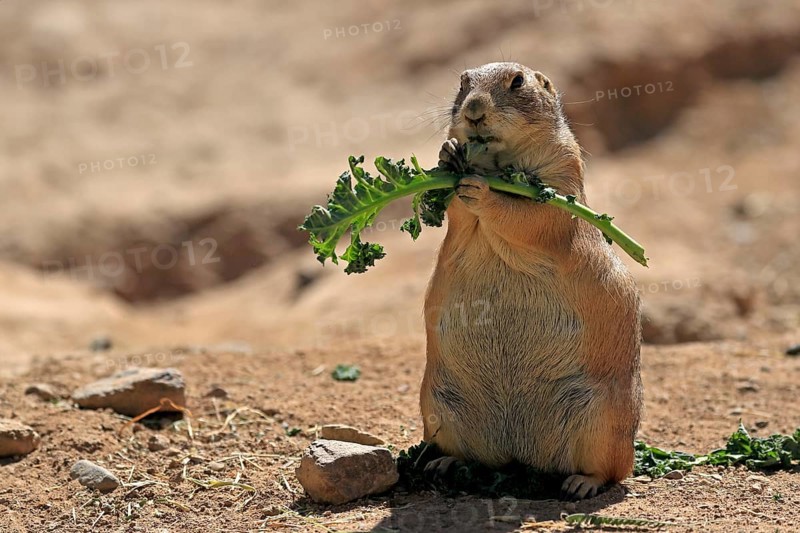 Black-tailed prairie dog (Cynomys ludovicianus), adult, feeding, standing upright, Sonoran Desert, Arizona, North America, USA, North America