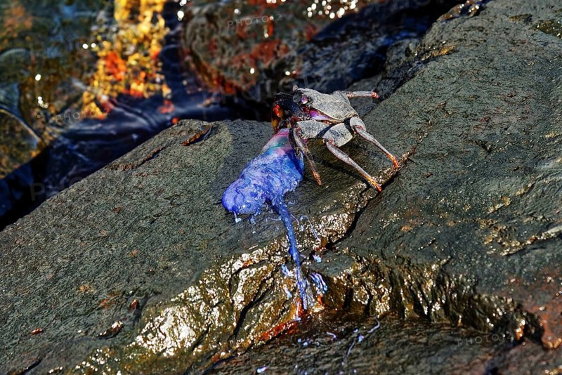 Crab (Brachyura) eating a Portuguese Man O' War (Physalia physalis) Crab, Capelas, Sao Miguel Island, Azores, Portugal, Europe