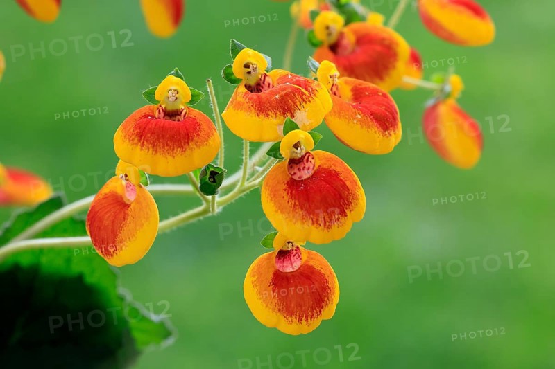 Slipper flower (Calceolaria Hybride), flowering, Elllerstadt, Germany, Europe