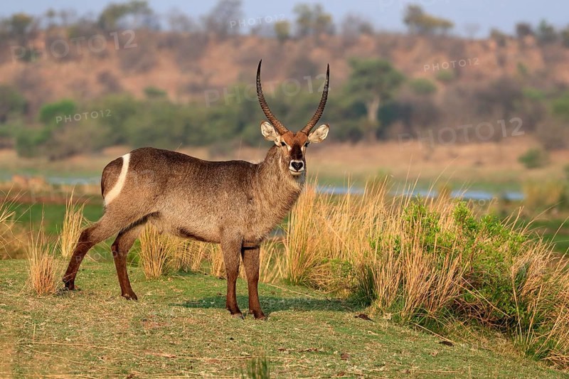 Ellipsen waterbuck (Kobus ellipsiprymnus), adult, male, foraging, vigilant, Kruger National Park, Kruger National Park, Krugerpark, South Africa, Africa