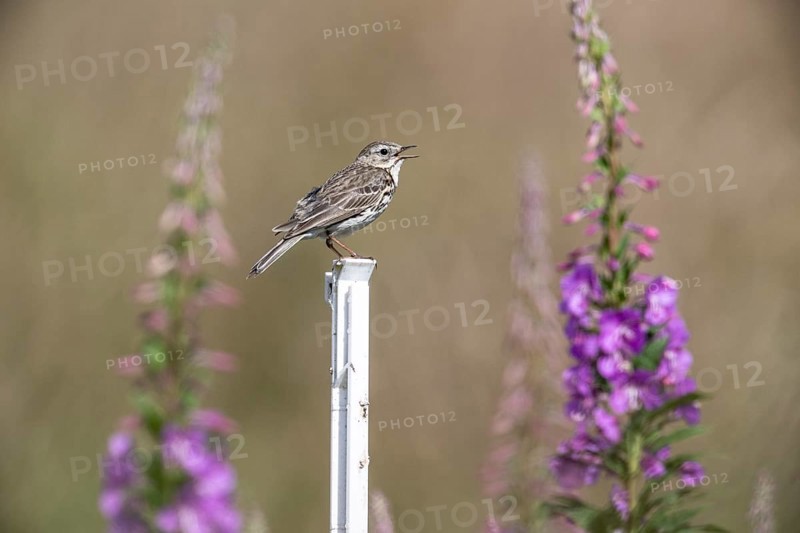 Tree pipit (Anthus trivialis) sitting on a pasture fence between willowherbs (Epilobium angustifolium), Emsland, Lower Saxony, Germany, Europe