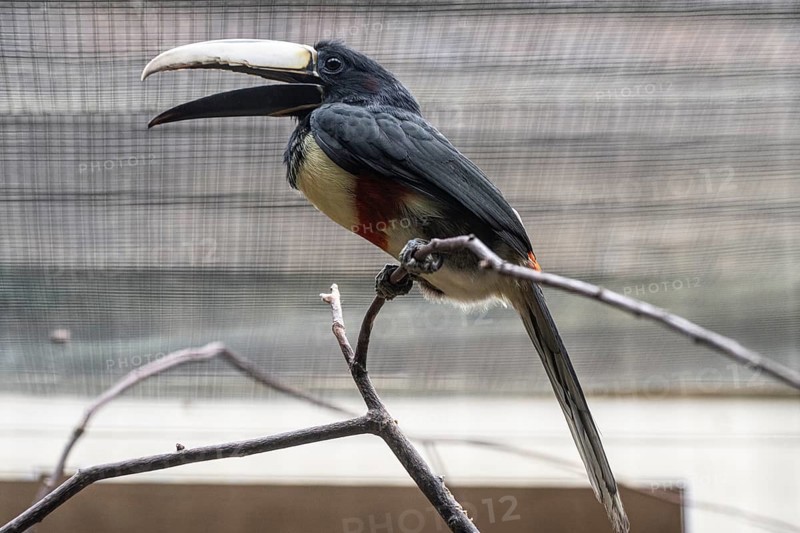 Black-necked aracari (Pteroglossus aracari), Walsrode Bird Park, Lower Saxony, Germany, Europe