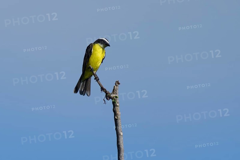 Social Flycatcher, Myiozetetes similis, Amazon Basin, Brazil, South America