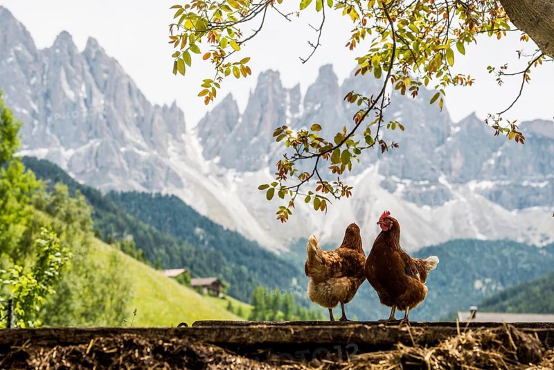 Chickens, Geislerspitzen, Villnöss Valley, Sass Rigais, Dolomites, South Tyrol, Italy, Europe