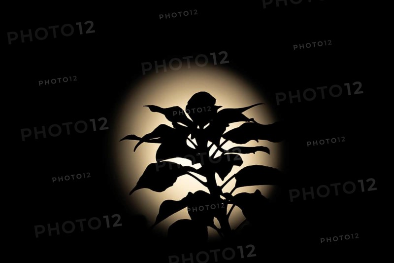 A full moon in the night sky with a Common ivy (Hedera helix) plant stem and leaves silhouetted against it, England, United Kingdom, Europe