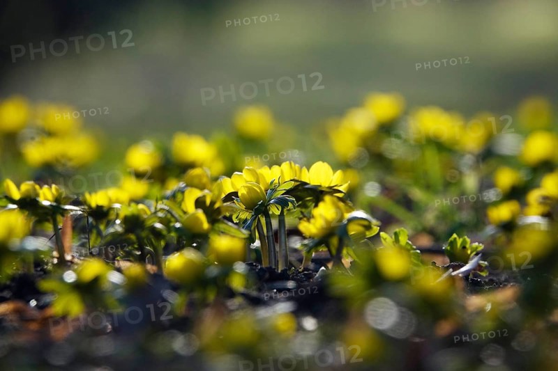 Winter aconites (Eranthis hyemalis), January, Saxony, Germany, Europe