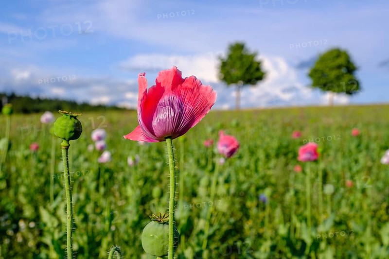 Poppy, (Papaver somniferum), poppy field, Waldviertel grey poppy, poppy village Armschlag, Waldviertel, Lower Austria, Austria, Europe