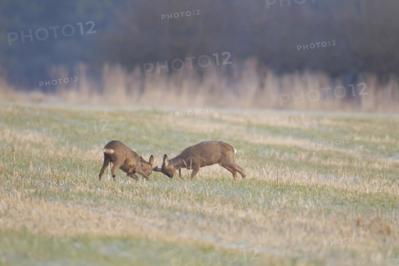 Roe deer (Capreolus capreolus) two adult male bucks rutting on grassland, Suffolk, England, United Kingdom, Europe