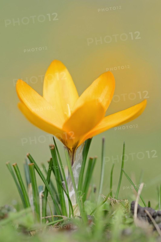 Golden crocus or dutch yellow crocus (Crocus flavus), North Rhine-Westphalia, Germany, Europe