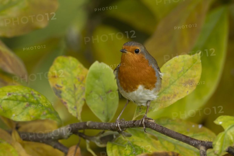 European robin (Erithacus rubecula) adult bird amongst autumn leaves of a garden Magnolia tree, Suffolk, England, United Kingdom, Europe