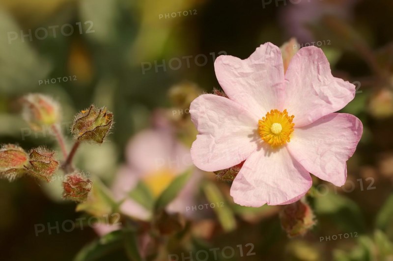 Small-flowered rockrose (Cistus parviflorus), flower, Provence, southern France