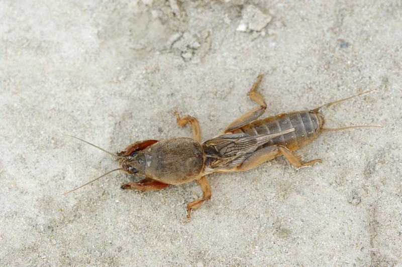 European mole cricket (Gryllotalpa gryllotalpa), Camargue, Provence, southern France