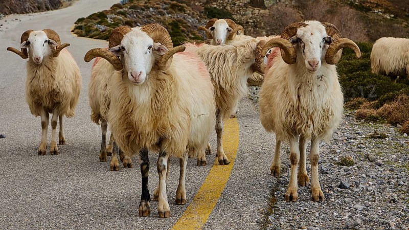 Sheep with thick woollen coats block a narrow mountain road, Kallikratis, Kallikratis Gorge, Sfakia, West Crete, Crete, Greek Islands, Greece, Europe