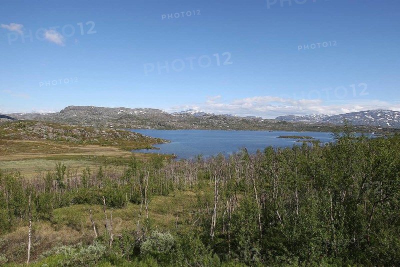 Transition from fell birch forest with low birch trees to treeless tundra, Lapland, Sweden, Scandinavia, Europe