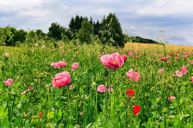 Opium poppy (Papaver somniferum), cultivation of edible poppy, poppy field, pink flowers and seed capsules, Germerode, Meißner, Geo-nature park Park Frau-Holle-Land, Hesse, Germany, Europe