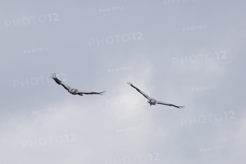 Two cranes in the sky (Grus grus), Teufelsbruch, Müritz National Park, Mecklenburg Lake District, Mecklenburg, Mecklenburg-Western Pomerania, Germany, Europe