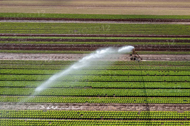 A field is artificially irrigated, water is sprayed onto the field via an irrigation system, field with different lettuce plants, in different stages of growth, North Rhine-Westphalia, Germany, Europe