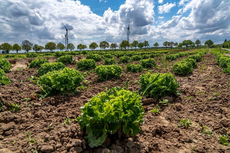 Agriculture, lettuce growing in a field, Lollo Bionda and Lollo Rossa, in long rows of plants, at different stages of growth, North Rhine-Westphalia, Germany, Europe