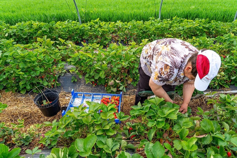 Harvesting strawberries, harvest helper, strawberry cultivation in the open field, under a foil tunnel, young strawberry plants growing up, in different stages of ripeness, near Dormagen, Rhineland, North Rhine-Westphalia, Germany, Europe