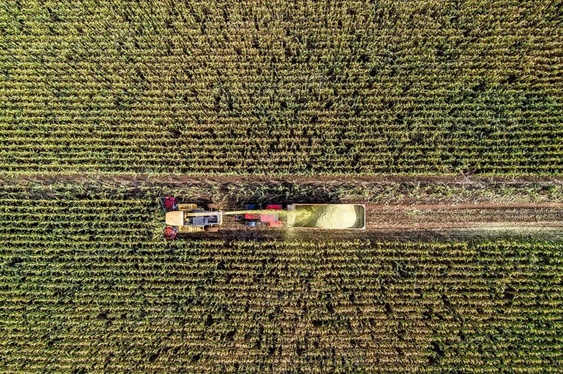 Maize harvest, combine harvester, chopper works its way through a maize field, the silage is pumped directly into a trailer, serves as cattle feed, Lower Rhine, Rees, North Rhine-Westphalia, Germany, Europe