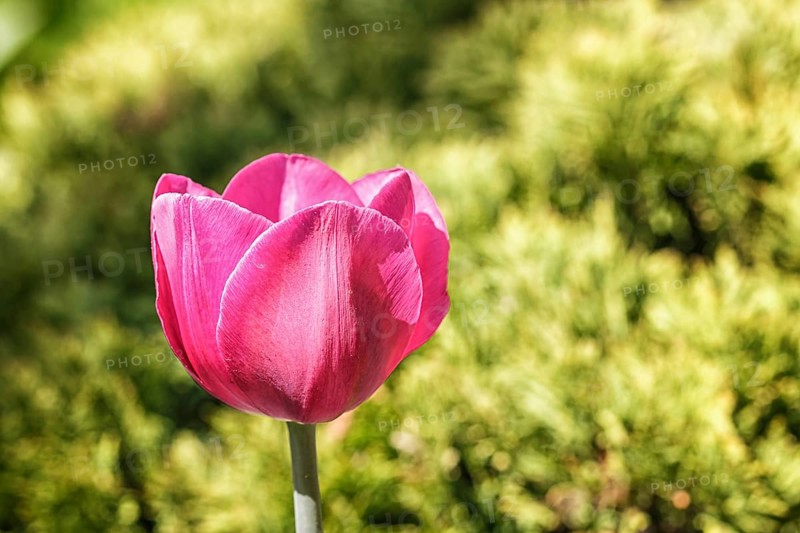 Beautiful rose tulip flowers with green blurred background