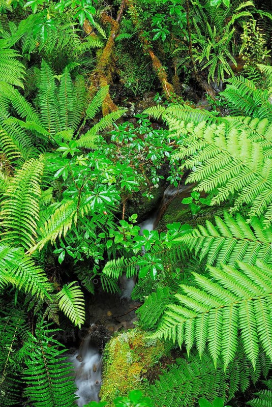 Fern Branch, Westland National Park, South West New Zealand World Heritage Site, West Coast, South Island New Zealand Westland National Park, South Island, New Zealand, Oceania
