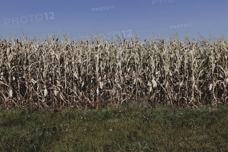 Dried corn, photographed in Bad Dürrenberg, 28/08/2024