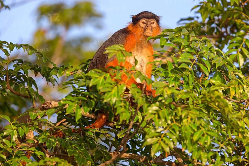 Western red colobus (Piliocolobus badius), primates, Janjabureh boat trip, Janjabureh, South Bank, Gambia, Africa
