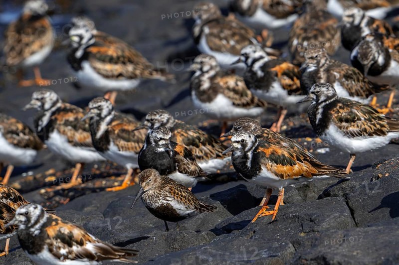 Dunlin (Calidris alpina) adult in breeding plumage resting among flock of ruddy turnstones (Arenaria interpres) on groyne, high tide refuge in summer