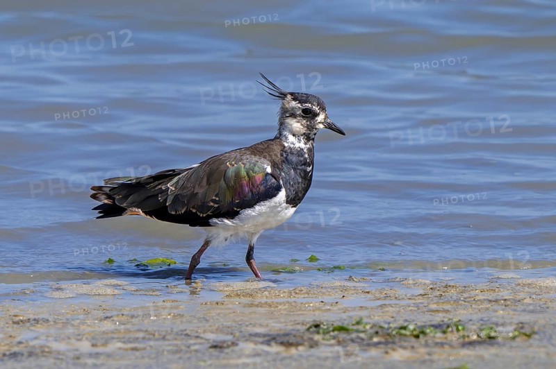 Northern lapwing (Vanellus vanellus) female foraging along muddy shore of pond in salt marsh, saltmarsh in summer