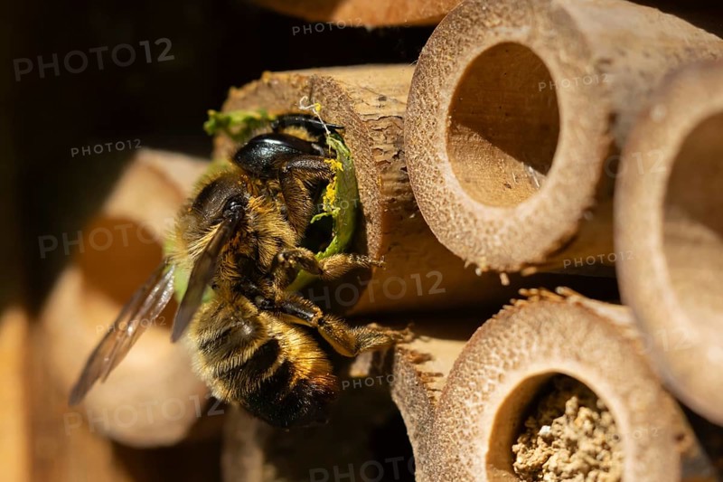 Leafcutter bee (Megachile willughbiella) adult insect filling a hole with a leaf in a garden bee hotel, Suffolk, England, United Kingdom, Europe