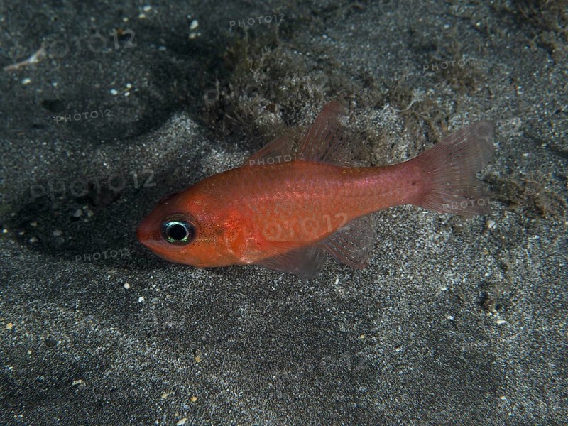 An orange-coloured mullet cardinalfish (Apogon imberbis) swims over lava sand at night. Dive site Playa, Los Cristianos, Tenerife, Canary Islands, Spain, Europe