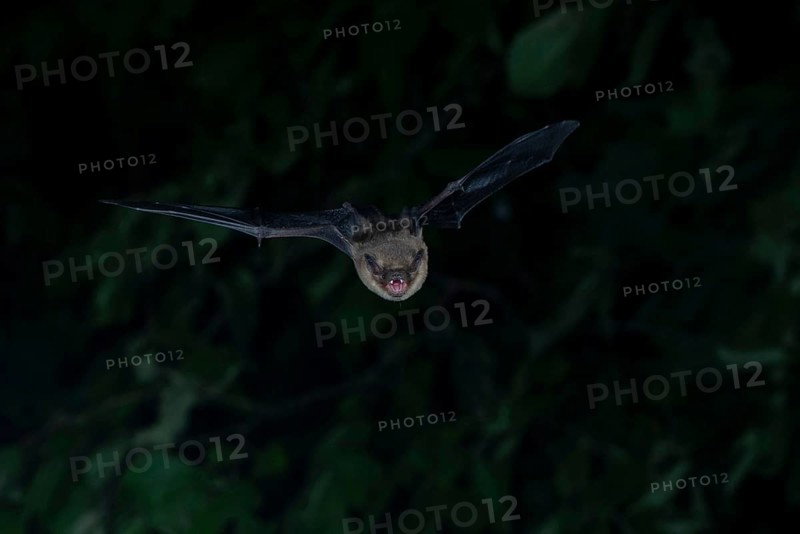 Brown long-eared bat (Plecotus auritus) in flight from its wintering grounds, Brandenburg, Germany, Europe