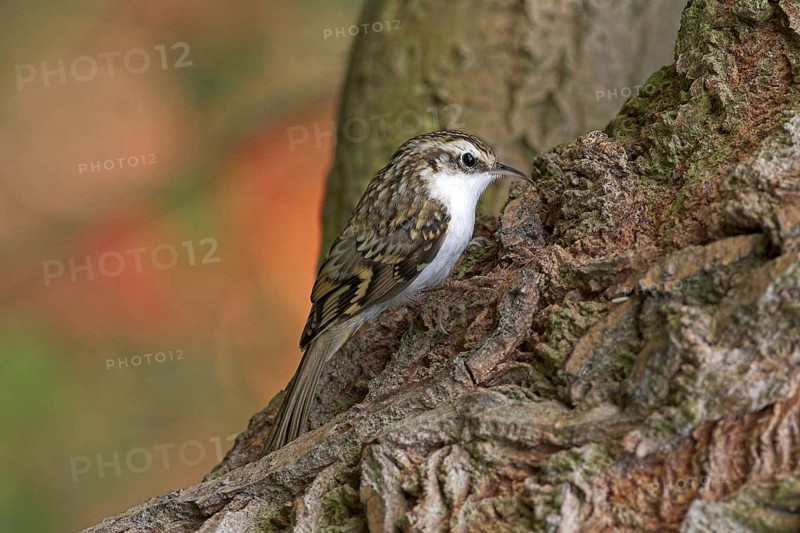 Woodcreeper, (Certhias familiaris)