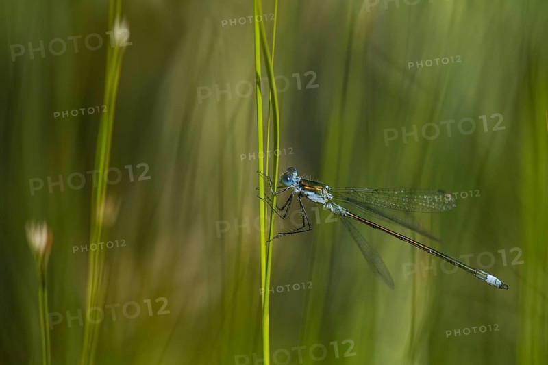 Blue-tailed damselfly (Ischnura elegans) on a stalk, Isojärvi National Park, Finland, Europe