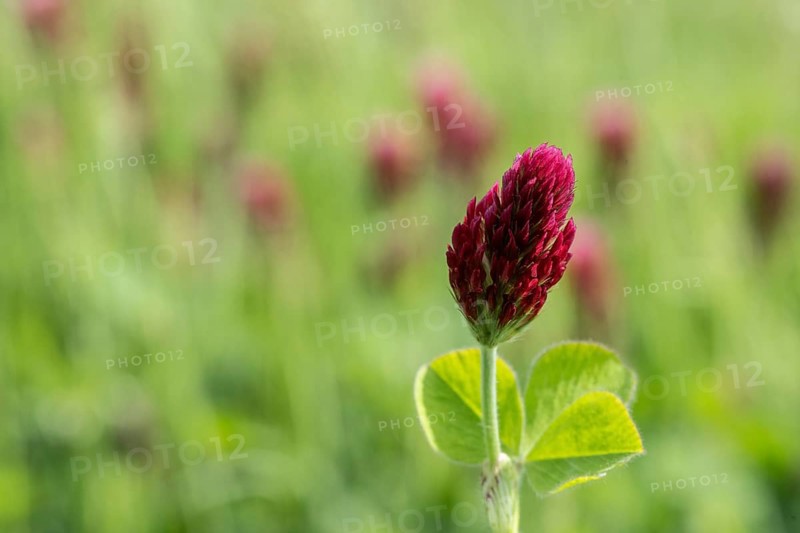 Incarnate clover (Trifolium incarnatum), Emsland, Lower Saxony, Germany, Europe
