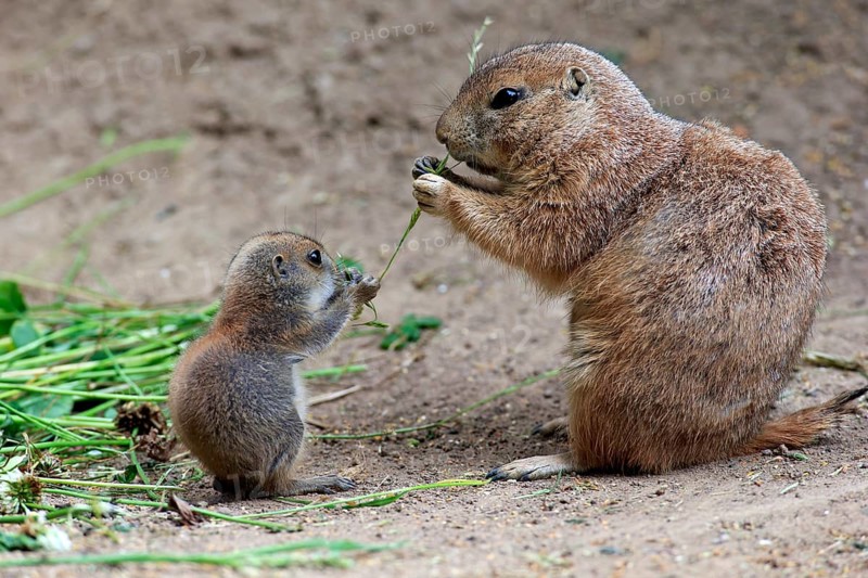 Black-tailed prairie dog (Cynomys ludovicianus), mother and young feeding, North America