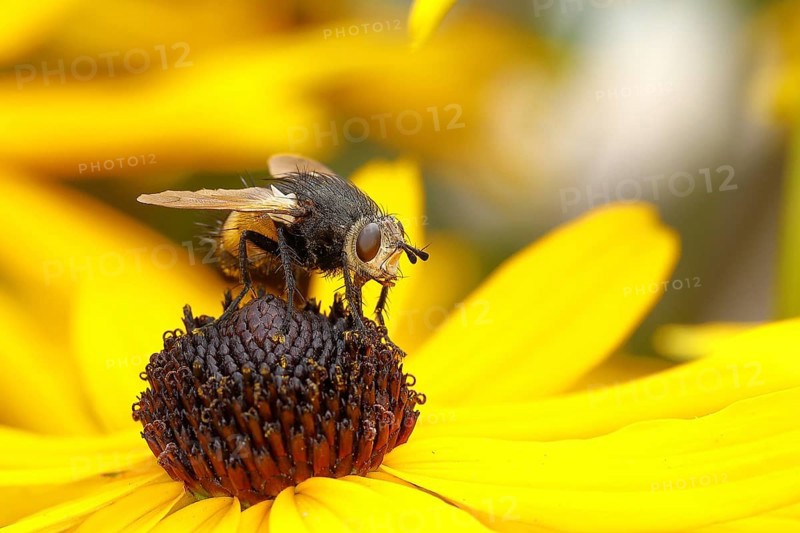 Hedgehog fly (Tachina fera), collecting nectar from a flower of the yellow coneflower (Echinacea paradoxa), Wilnsdorf, North Rhine-Westphalia, Germany, Europe